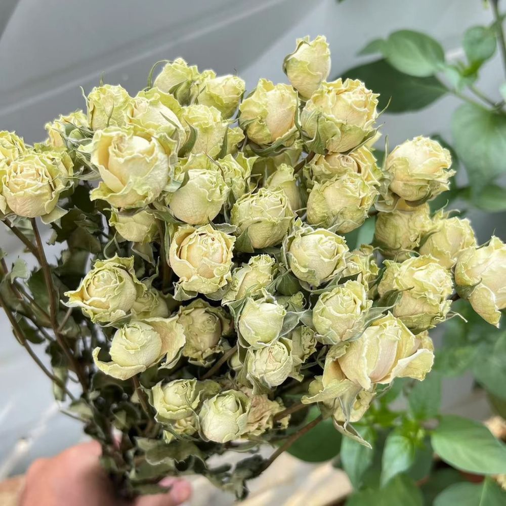 Gerçek, Kurutulmuş ve Korunmuş - Resin Art Rose incelemesi ve fiyatı